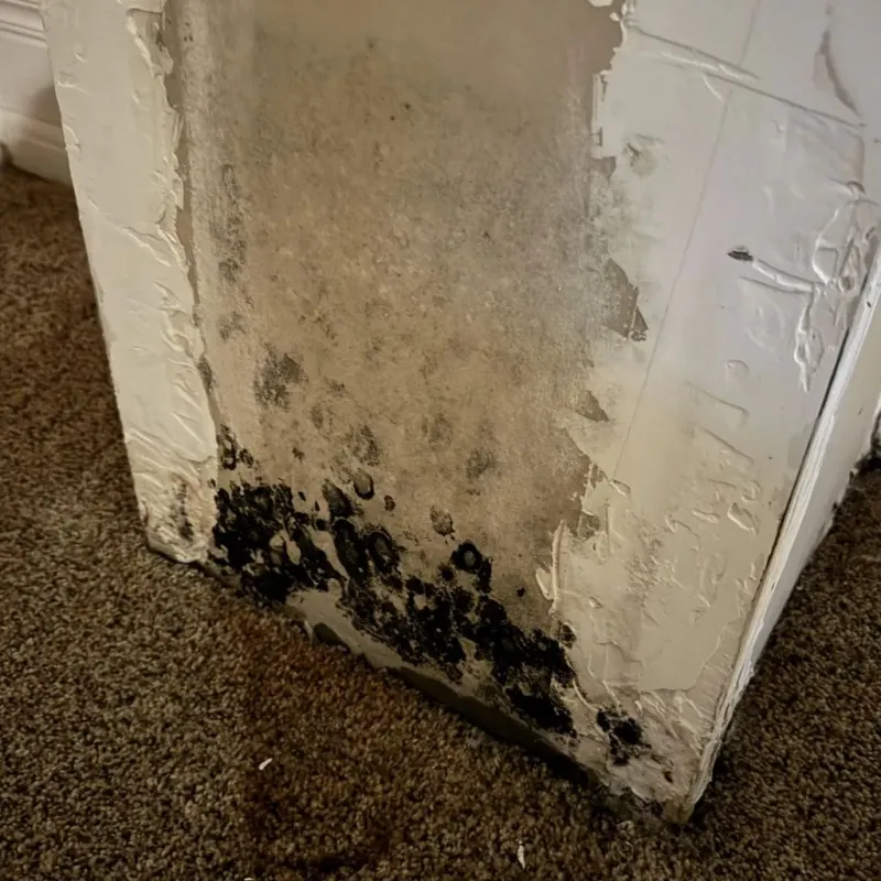 Professional Mold Removal in Fritch, TX